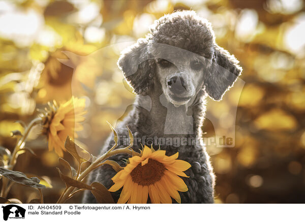male Standard Poodle / AH-04509
