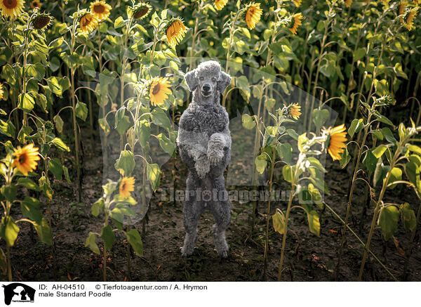 male Standard Poodle / AH-04510