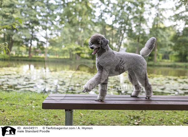 male Standard Poodle / AH-04511