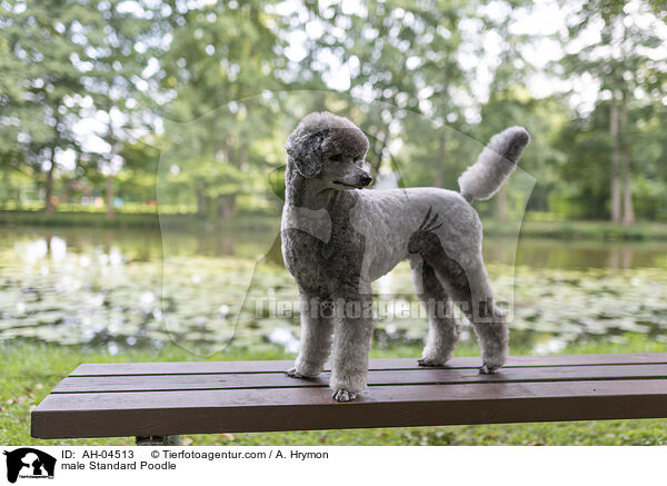 male Standard Poodle / AH-04513