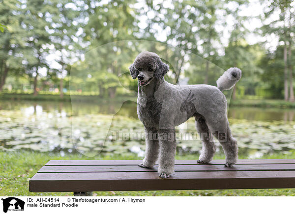 male Standard Poodle / AH-04514