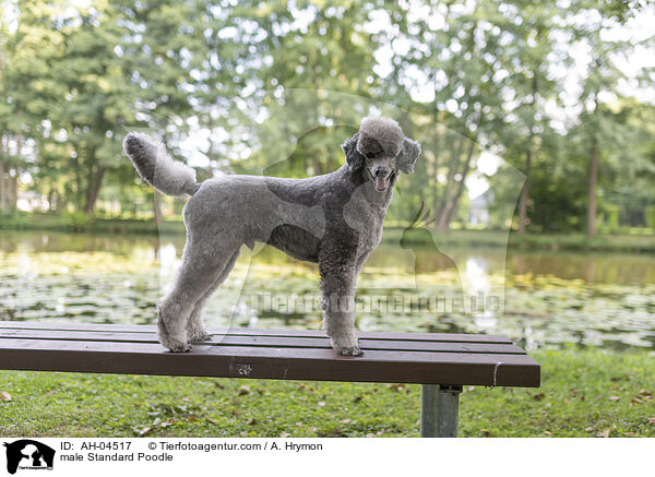 male Standard Poodle / AH-04517