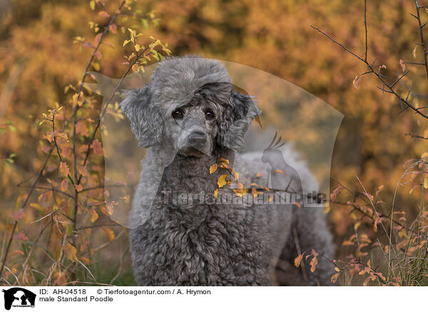 male Standard Poodle / AH-04518