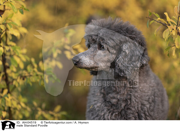 male Standard Poodle / AH-04519