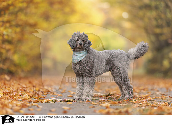 male Standard Poodle / AH-04520