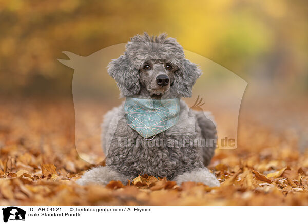 male Standard Poodle / AH-04521