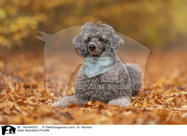 male Standard Poodle / AH-04522