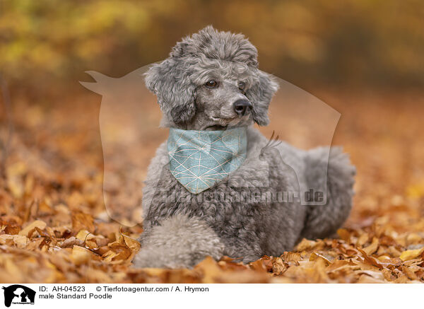 male Standard Poodle / AH-04523