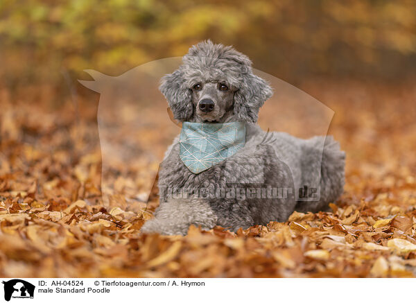 male Standard Poodle / AH-04524