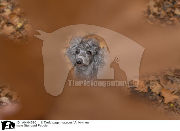 male Standard Poodle / AH-04530