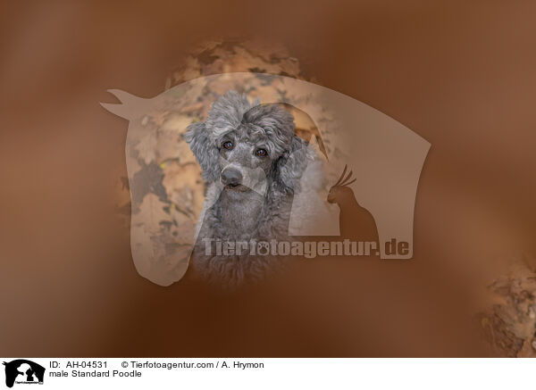 male Standard Poodle / AH-04531