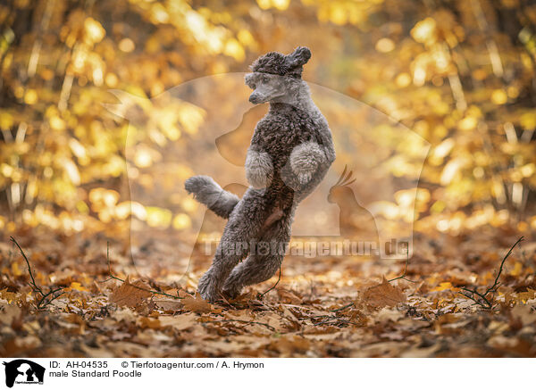 male Standard Poodle / AH-04535