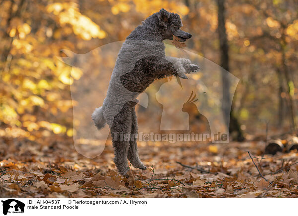 Kleinpudel Rde / male Standard Poodle / AH-04537