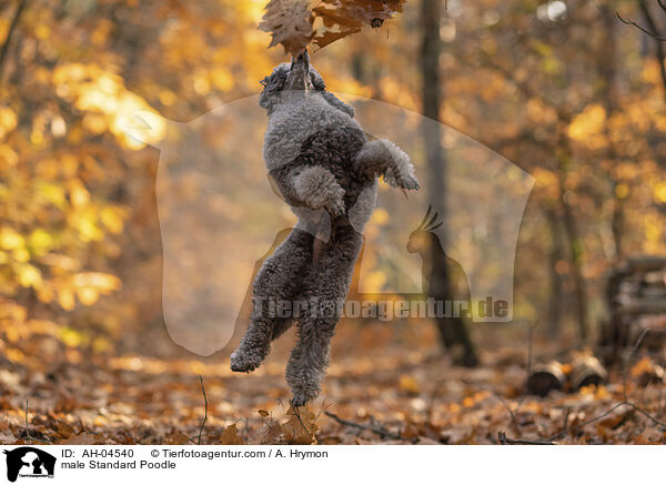 Kleinpudel Rde / male Standard Poodle / AH-04540