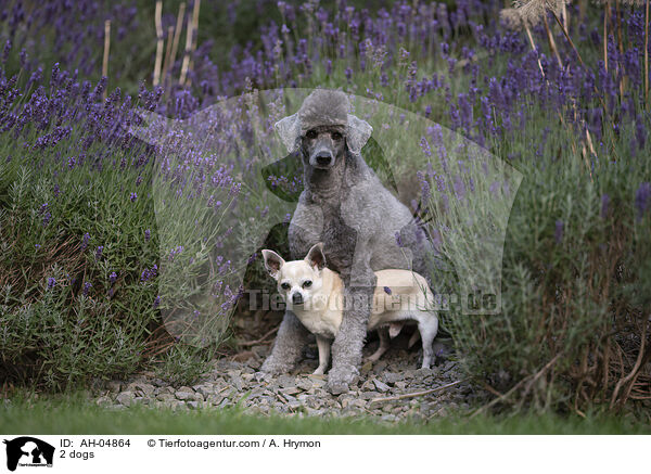 2 dogs / AH-04864