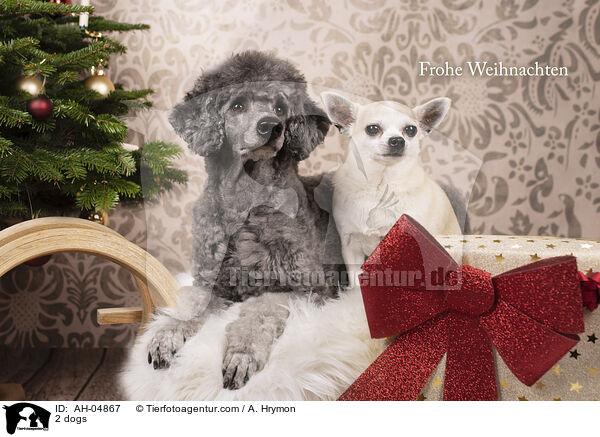 2 dogs / AH-04867