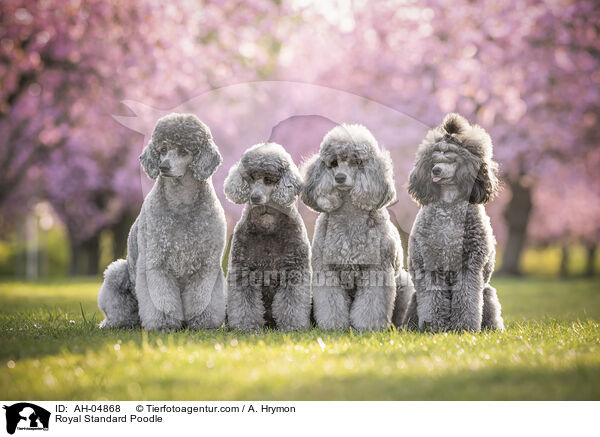 Royal Standard Poodle / AH-04868
