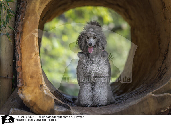 female Royal Standard Poodle / AH-04874
