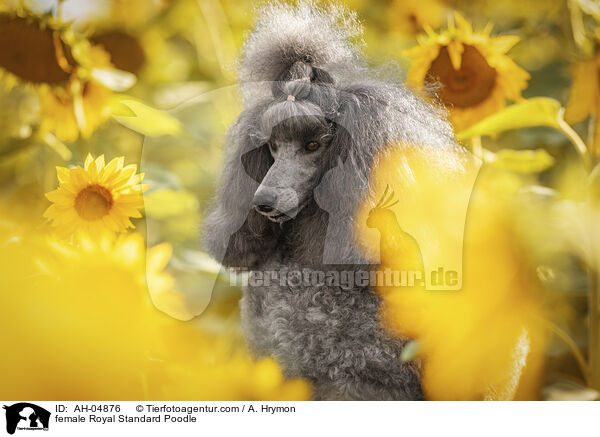 female Royal Standard Poodle / AH-04876