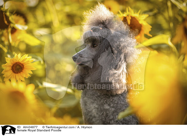 female Royal Standard Poodle / AH-04877