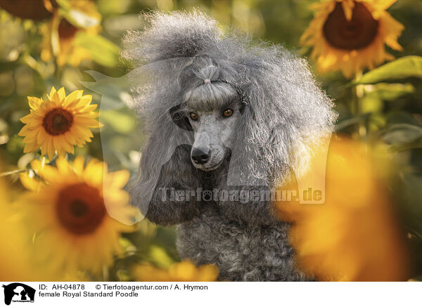 female Royal Standard Poodle / AH-04878