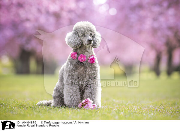 female Royal Standard Poodle / AH-04879