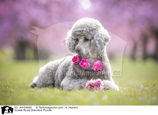 female Royal Standard Poodle / AH-04880