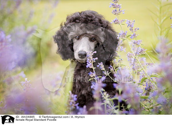 female Royal Standard Poodle / AH-04885