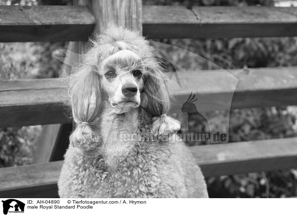 male Royal Standard Poodle / AH-04890