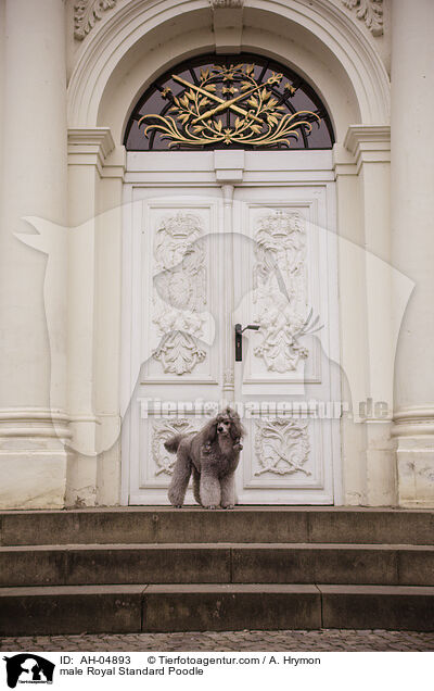male Royal Standard Poodle / AH-04893