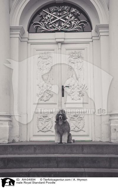 male Royal Standard Poodle / AH-04894