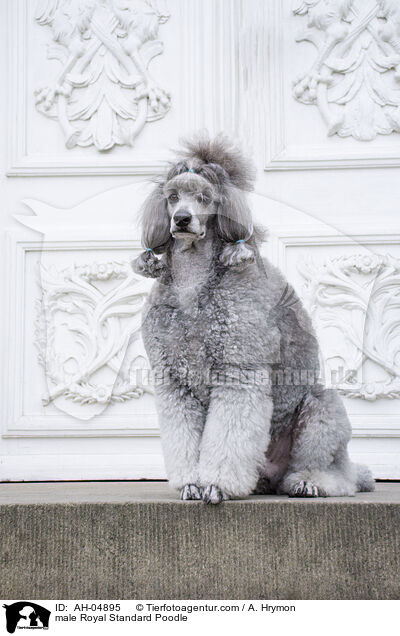 male Royal Standard Poodle / AH-04895