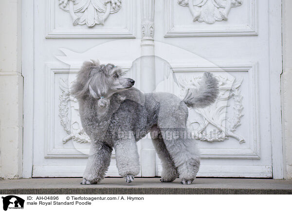 male Royal Standard Poodle / AH-04896