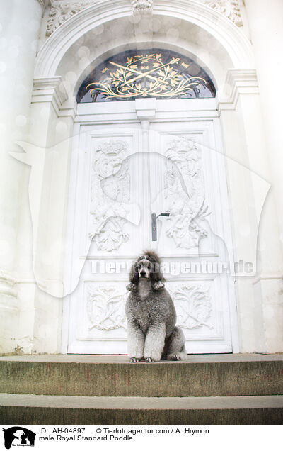 male Royal Standard Poodle / AH-04897