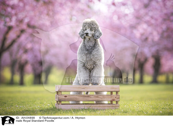 Kleinpudel Rde / male Royal Standard Poodle / AH-04898
