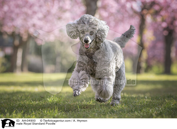 male Royal Standard Poodle / AH-04900