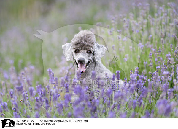male Royal Standard Poodle / AH-04901