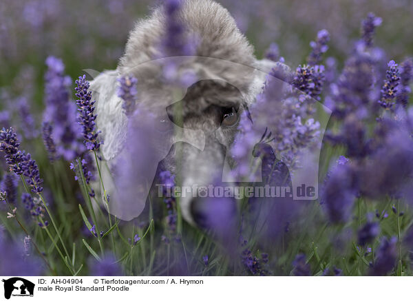 male Royal Standard Poodle / AH-04904