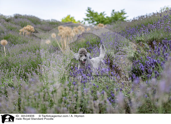 male Royal Standard Poodle / AH-04906
