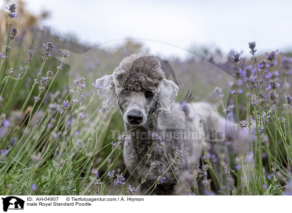 male Royal Standard Poodle / AH-04907