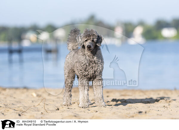 male Royal Standard Poodle / AH-04910