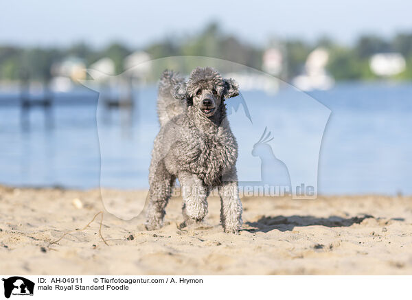 male Royal Standard Poodle / AH-04911