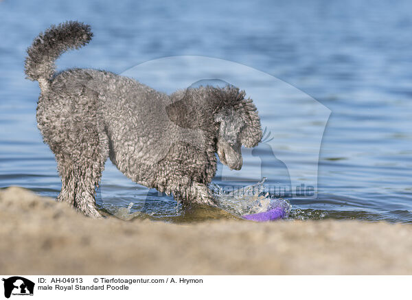male Royal Standard Poodle / AH-04913