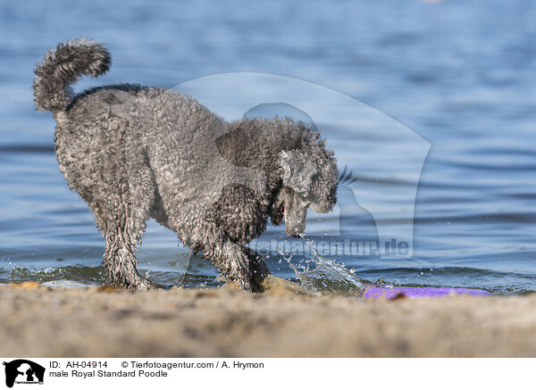 male Royal Standard Poodle / AH-04914