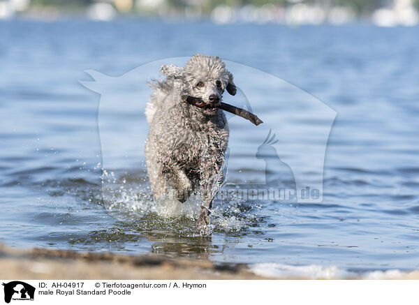 male Royal Standard Poodle / AH-04917