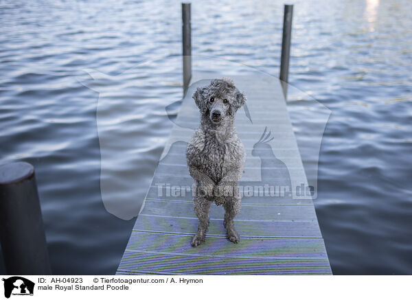 male Royal Standard Poodle / AH-04923