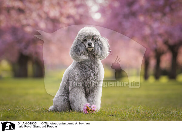 male Royal Standard Poodle / AH-04935