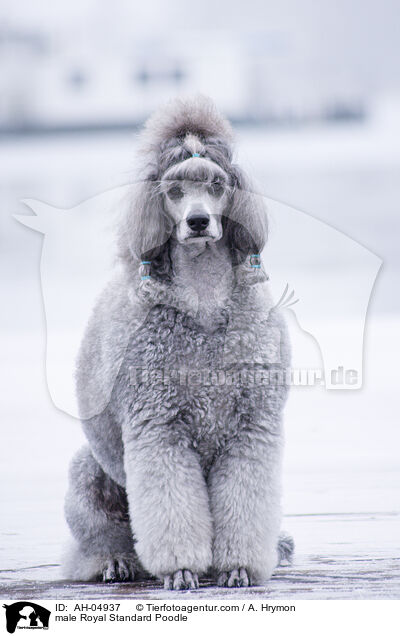 male Royal Standard Poodle / AH-04937