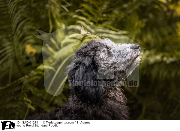 young Royal Standard Poodle / SAD-01274