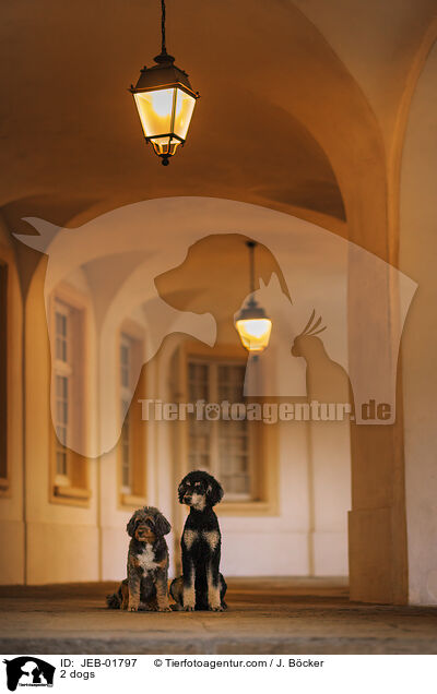 2 Hunde / 2 dogs / JEB-01797
